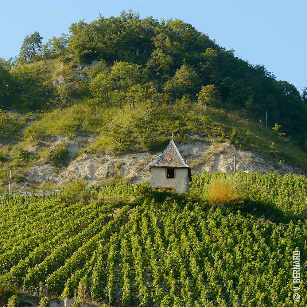 vins du Bugey